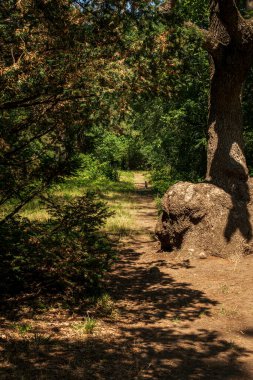 Parktaki orman yolu etrafında kocaman ağaçlar yetişiyor. Patikanın etrafındaki zemin sarmaşıkla kaplı. Güneşin gölgesi yere düşer. resim gibi ağaç gövdesi