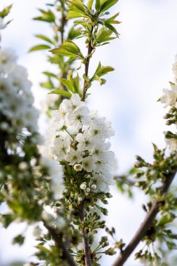 Çiçek açan kiraz ağacı. Güneşli bir bahar gününde bir sürü beyaz çiçek ve yumuşak yeşil yapraklar. dikey resim