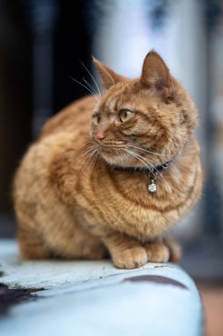 red strred tabby cat with ribbon and decoration on neck. cat sits on snow outside, on roof of vintage car. cat looks away, close-upiped lump with ribbon and bell on neck. High quality photo clipart