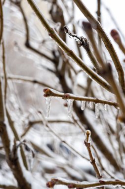 Ağaç dallarında buz ve buz sarkıtları. Buz gibi yakın plan. Kışın buzlu ağaç. Dikey fotoğraf. Karla kaplı dallar.