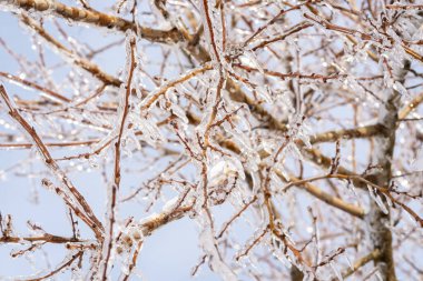 Şeffaf buz ve sarkıtlarla kaplı ağaç dalları. Mavi şeffaf gökyüzünün arka planında dallar var. Dal ve buz kristal gibi görünüyor.