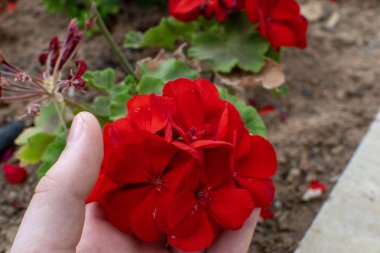 Kırmızı sardunya çiçeklerini ve el ele tutuşan çiçekleri kapatın. Büyük kırmızı çiçeklerin üst görüntüsü. Bahçede büyüyen çiçekler.