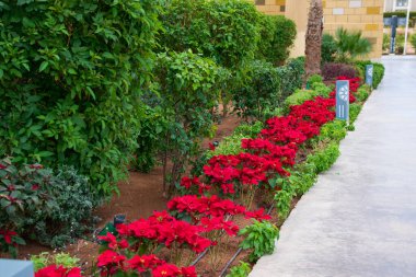 Parktaki patika fayanslarla döşenmiş. Yol boyunca kırmızı parlak çiçekler ve budanmış çalılar büyür. Çimenlerin üzerinde damlayan sulama var. Hurma ağacının kütüğünü görürsün.