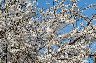 Mavi gökyüzüne karşı çiçek açan kayısı ağacı. Birçok çiçek açan ağaç dalları. Parlak güneşli bahar günü