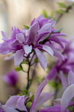 Parlak pembe manolya çiçeğine yakın bir yerde çiçek açtı. Manolya ağaç dalında çiçek açar..