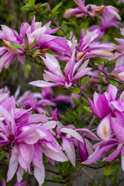 Parlak, pembe bir manolya ağacının yakınında. Bir ağaç dalında bir sürü pembe çiçek vardır.