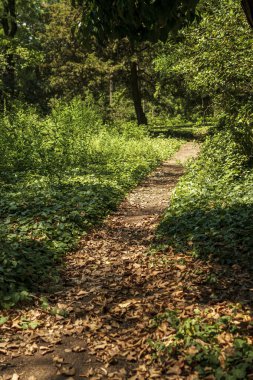 Uzun ağaçlarla dolu bir parkta güzel bir yürüyüş yolu. Patikada yapraklar var. Güneş yerde bir gölge oluşturur. Yaprak döken ağaçlar yetişir. Sarmaşık yerde sürünür.