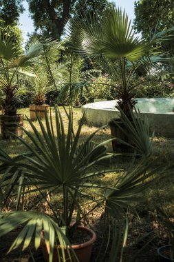 Bahçede büyüyen saksılarda palmiye ağaçları var. Parkta her zaman yeşil olan büyük palmiye ağaçları sergilenir. Palmiye yaprakları yelpaze gibidir..