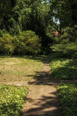 paths for walking in the park. crossroads of paths. a shadow from the sun falls on the ground. tall trees grow on the right. ivy spreads along the ground. clipart