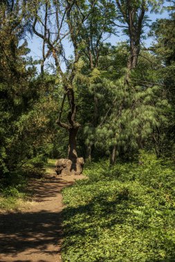 Parktaki orman yolu etrafında kocaman ağaçlar yetişiyor. Patikanın etrafındaki zemin sarmaşık çalılıklarıyla kaplı. Güneşin gölgesi yere düşüyor..