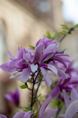 Parlak pembe manolyaya yakın çekim. Polo tomurcuğu sokakta çiçek açtı. Manolya ağaç dalında çiçek açar..