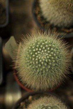 Bir sıra kaktüsün üst görüntüsü. Hafif kabarık dikenleri olan küçük yeşil bir kaktüs. Tenceredeki kaktüsler