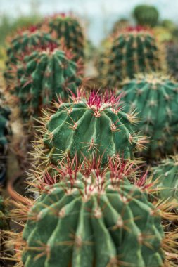 The cacti are standing in a row. They are large, round, with red spines. There are two rows of cacti in the background. A close up of a cactus. High quality photo clipart