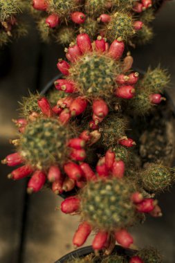 Opuntia cactus with ripe red fruits. Top view of a group of Opuntia cacti with spines and fruits. clipart