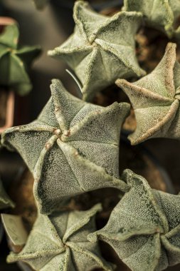 Rare species of spineless cactus. Myriostigma astrophytum cultivar, top view. Cacti stand in a group in sand-colored pots. Vertical photo. clipart