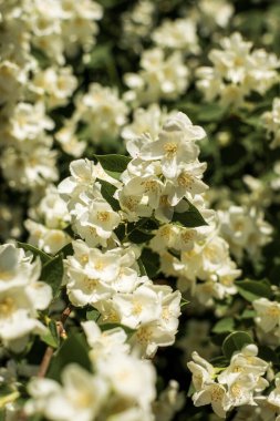Yoğun biçimde çiçek açan yasemin 'in yakın çekimi. Yeşil yaprakların arasında bir sürü yasemin çiçeği var..