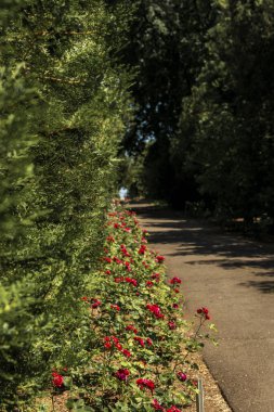 Parktaki patika. Kırmızı çiçekler yol boyunca bir çiçek tarhında yetişir. Parktaki uzun yeşil ağaçlar ve çalılar. Uzağa giden yol