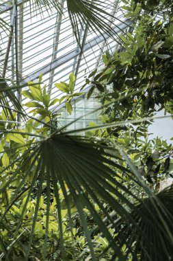 Palmiye ağaçları ve sera çatısı olan tropik bir bahçe. Ön planda bir yelpaze şeklinde palmiye yaprakları. çeşitli palmiye ağaçları. dikey resim