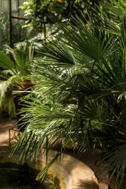 Palmiye ağaçları ve beton su tankı olan tropik bir bahçe. Pervane şeklinde palmiye yaprakları. çeşitli palmiye ağaçları. Dikey fotoğraf. Bir palmiye ağacı. Yüksek kalite fotoğraf.