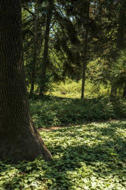 Yeşil bir parkta ya da ormanda kocaman bir ağaç gövdesi. Sandık ön planda. Zemin sarmaşıkla kaplı. Güneş ışınları ağaçların arasından yeşil bir çayıra düşer.