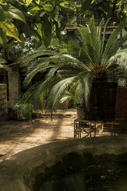 Palmiye ağaçları ve beton su tankı olan tropik bir bahçe. Pervane şeklinde palmiye yaprakları. çeşitli palmiye ağaçları. Dikey fotoğraf. Bir palmiye ağacı. Yüksek kalite fotoğraf. Ön planda bir su tankı var.