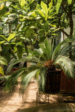 Tropikal bahçeler, tropik ağaçlarla dolu palmiyeler. Büyük saksılarda her zaman yeşil palmiye ağaçları. dikey fotoğraf. Güneş parlıyor. 