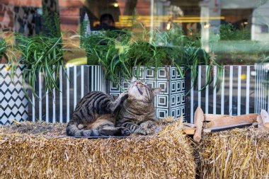 Tekir gri ve beyaz bir kediye yakın çekim. Şehirdeki dekoratif saman balyasında sessizce oturuyor. Kedi kendini yıkıyor, patisini kaldırdı.