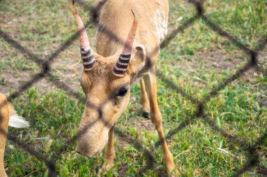 Hayvanat bahçesinde çizgili boynuzlu bej bir antilop. Antilop ağdan bakıyor. Siyah beyaz boynuzları var.