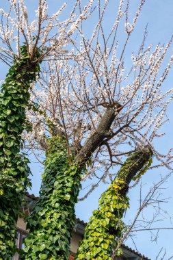 tree trunks covered with green ivy, branches blooming with evergreen. three apricot tree trunks completely covered with evergreen ivy in spring clipart