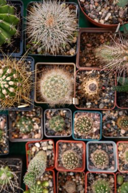 Bahçede sergilenen çeşitli bir kaktüs koleksiyonu. Görüntü, sulu bitkilerin çeşitliliğini ve güzelliğini yakalıyor. Yüksek kalite fotoğraf. en üstteki görünüm.