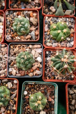 Tenceredeki kaktüsler. Melocactus diersianus kaktüsü. Büyük ve küçük kaktüsler, üst manzara..