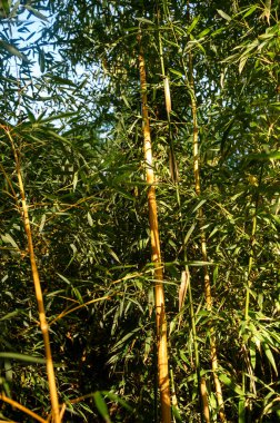 Arka planda tropikal bir orman tarafından çerçevelenmiş, günışığı bambu yaprakları yavaşça sallanıyor. Ön planda sandık var. sarı sandık