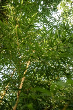 Arka planda tropikal bir orman tarafından çerçevelenmiş, günışığı bambu yaprakları yavaşça sallanıyor. Ön planda sandık var. Aşağıdan bak, ağaçlar gökyüzüne karşı..