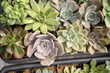 Echeveria sulu bitkilerinin canlı ve renkli bir düzeni. Bitkilerin çeşitli gül rengi ve şekilleri vardır, güzel ve göz alıcı bir görüntü oluştururlar.. 