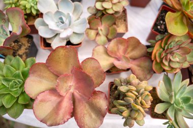 Çeşitli renklerde sulu bitkilerin toplanması. Açık bir balkon tenceresinde sulu bir bahçe. Üst manzara.