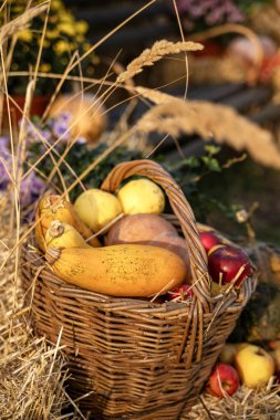 Şükran Günü hala hayattadır. Hasır sepette balkabağı hasadı. Kabak, sebze, sonbahar meyvesi, elma. Cadılar Bayramı dekorasyonu sonbahar tasarımı. 