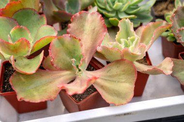 Yeşil ve mor renkler gösteren güzel ve büyük sulu bitkiler..