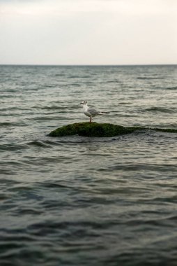 Sakin bir deniz yüzeyindeki bir kayanın üzerinde yalnız bir martı oturuyor. Mesaj için yer var. Serin bir mavinin küçük dalgaları. Yalnızlık ve doğa ile birlik kavramı..