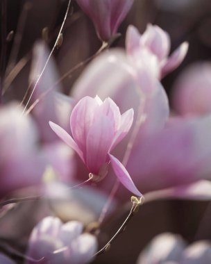 Pembe manolya çiçeği. Baharda açık havada pembe manolya çiçeklerinin yakın çekimi. Çoklu maruz kalma efekti, zengin pembe tonlar. Yüksek kalite fotoğraf.