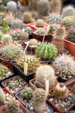Arka plan olarak saksılarda kaktüs bitkisi koleksiyonu. Serada çeşitli kaktüsler. Dekor için tropik sulu. Seçici odaklanma. Kapalı alandaki çeşitli kaktüsler ve saksılardaki sulu bitkiler.. 