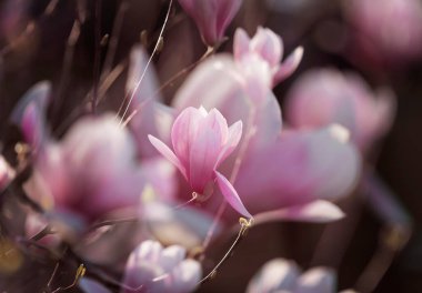 Pembe manolya çiçeği. Baharda açık havada pembe manolya çiçeklerinin yakın çekimi. Zengin pembe tonlar. Yüksek kalite fotoğraf. yatay resim. 