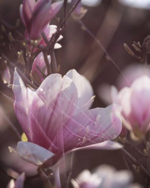 Pembe manolya çiçeği. Baharda açık havada pembe manolya çiçeklerinin yakın çekimi. Çoklu maruz kalma efekti, zengin pembe tonlar. Yüksek kalite fotoğraf