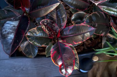 Geniş, saksıda saksıda saklanan plastik bir ağacın yakın plan fotoğrafı, Ficus elastica, yaygın olarak Plastik İncir olarak bilinir, büyük, parlak, koyu yeşil yapraklarla kırmızıyla kaplı. Çiçekler yerde duruyor, yukarıdan bakıyorlar.