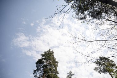 Bahar ormanlarındaki ağaç taçlarının çeşitliliği kalın bulutlu mavi gökyüzüne karşı. Ağaçların altından bak, çam ağaçlarının yeşil taçları.
