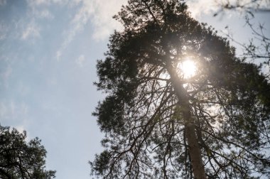 Parlak güneş ışığı ağaçların arasından doğuyor. Kalın gövdeli bir çam ağacının altından bak. Gökyüzünün arka planında ağaç dalları ve bulutlar.