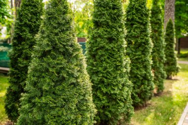 Arka arkaya selvi çiçekleri, her zaman yeşil olan piramitsel selvi sokakları. Selvi çiçekleri çimlerde büyür.