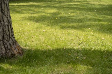 Ağaç gövdesini ve çimenleri kapatın. Ağaçların gölgeleri ve zümrüt çimlerle dolu güneşli bir gün. Yürüyüş konsepti. Çimen tarlasında bir ağaç. Yüksek kalite fotoğraf