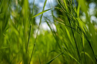 Güneş ışınlarında yeşil, uzun çimenler. Gökyüzüne karşı yeşil, uzun çimenlerin yakın plan, bulanık arka plan. Saf yeşil renk. Metin için boşluk
