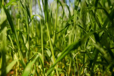 Baharda yeşil çimlere yakın çekim. Uzun otların deseni. Arka planda ışıklandırılmış doğa. Baharda yeşil çimlere yakın çekim. Yüksek çim deseni, yüksek kaliteli fotoğraf, metin için boşluk