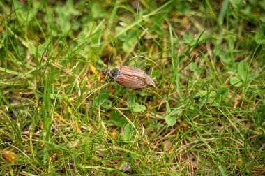Çimlerde böcek ya da Mayıs böcekleri, Melolontha, açık kahverengi. İlkbahar ya da yaz aylarında çimde haşere. aile Lamellate